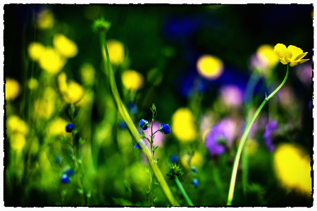 Blumen-05